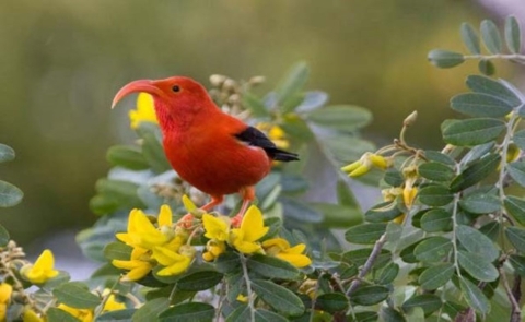An ʻiʻiwi stands on a yellow flower. It has bright red feathers with black wings. It has a long curved beak and orange legs. Green leaves surround it.