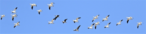 A large group of snow geese in flight against a blue sky.
