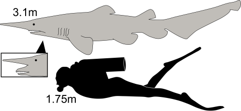 diagram showing a shark next to a human and also with jaws extended