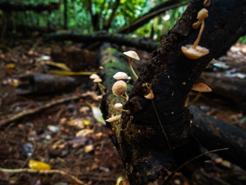 Mushrooms grow along the base of a tree.
