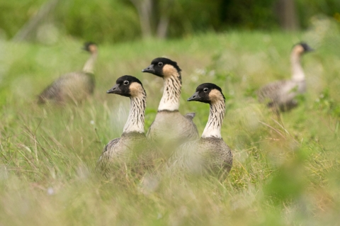 Three Nēnē, or Hawaiian goose standing side by side, look in unison to the left side of the frame amid the wetlands grass in Kaua'i. They are framed by two Hawaiian geese looking outwards on either side of them. 
