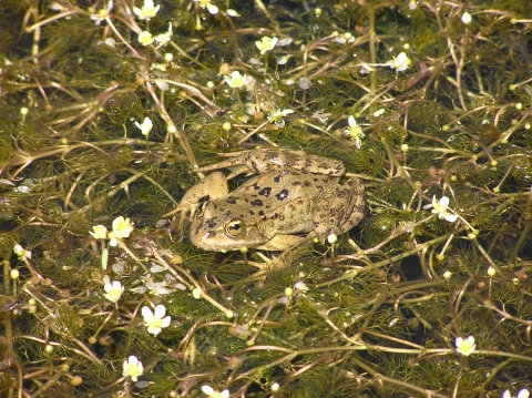 A Columbia spotted frog resting on a bed of marshy grass and flowers