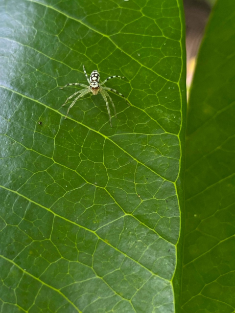 A white spider with black spots crawls across a green leaf.