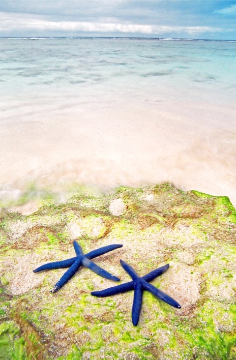 Two blue sea stars sit on green coral. The ocean sits in the horizon. 
