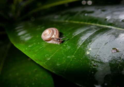 A snail crawls across a dark green leaf. The snail is brown with a cinnamon roll shaped shell.