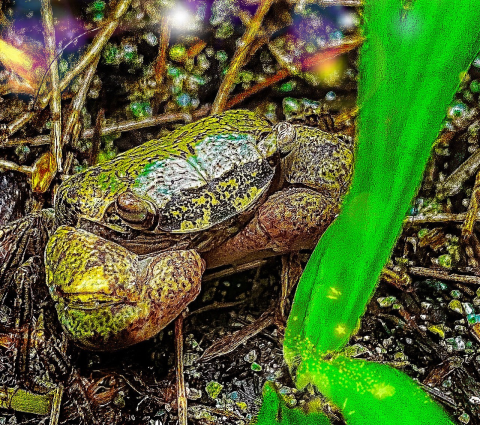 A crab that is brown and covered in yellowish-green spots sits on the forest ground.