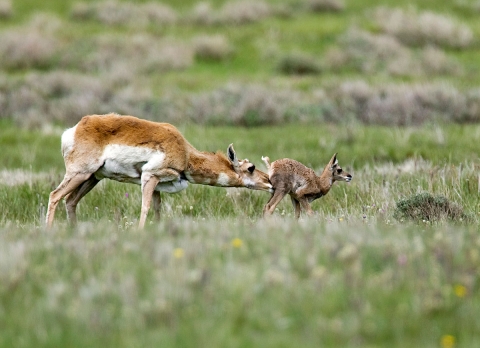 A doe pronghorn cleans its newborn calf.