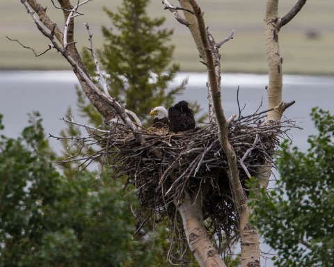 Two bald eagles in a nest high in an aspen tree.
