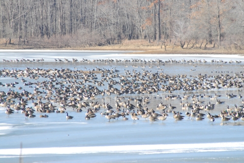 Waterfowl in sanctuary area of Cross Creeks NWR