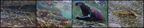 Banner image of salmon in different life cycle stages. From left to right, a school of salmon fry swimming around woody debris, a school of spawning salmon, a closeup of a spawning male, and a salmon spawning in a creek