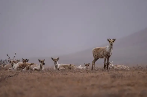 Several deer-like animals stand or kneel in fog in an open landscape.