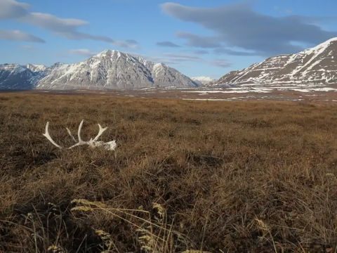 Caribou skull and antlers laying in the tundra with snow covered mountains in the background and a blue sky. 