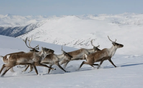 group of caribou running though a snow covered landscape