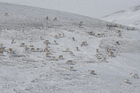 Caribou herd foraging for lichens in the snow on hillside