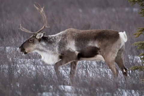 A single caribou walking through low shrub snow covered landscape