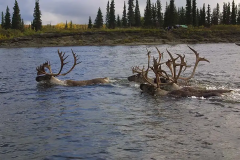 A group of caribou swim across the Kobuk River with pine trees on the opposite shore 