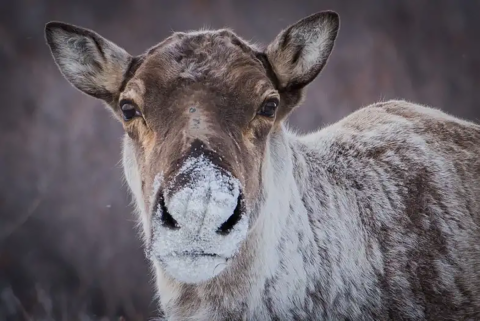 Close up of caribou with snow covering its nose