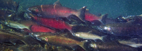 Mature coho salmon swimming in the Big Quilcene River in Washington State.