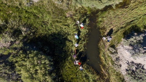 Birds eye view of a group of people holding nets standing by and looking into a pond.
