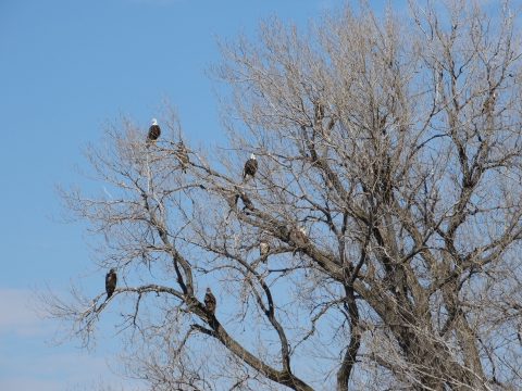 Eagles rooting in a tree