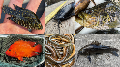 Aquatic Invasive Species (AIS) collected during the Fall 2022 Fish Slam Miami, Florida