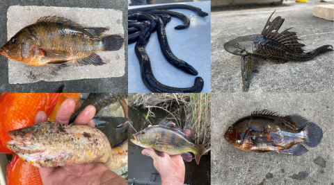 Fall 2022 Fish Slam Aquatic Invasive Species Miami, FL