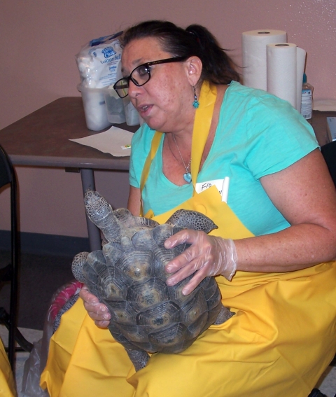 Woman holding desert tortoise during a health clinic