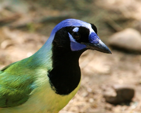 A green jay staring.