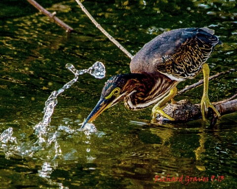 A Green heron is splashing the water with it's beak while standing on a log at the waters edge.