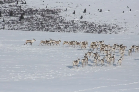 Herd of caribou traveling through a snow covered landscape. 