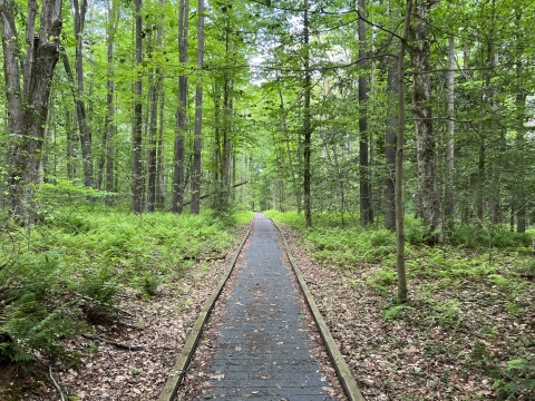 The boardwalk along the Muddy Creek Holly Trail passes through upland forest.