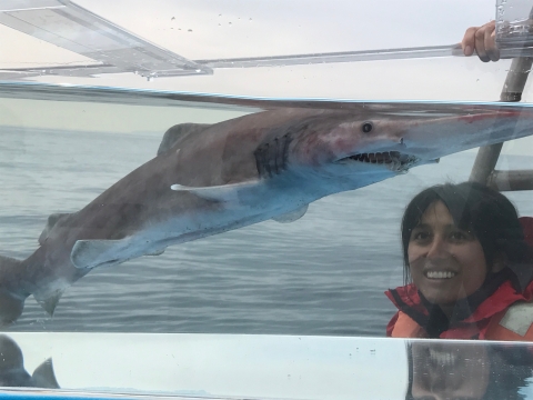 woman looking at a live shark