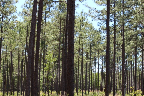 A dense stand of dozens of tall, slender longleaf pine trees