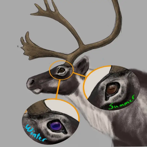 Illustration of caribou with insets of close ups of the caribou eyes in summer and winter time.