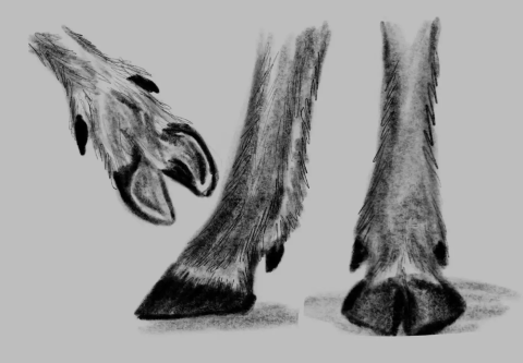 Illustration of caribou hooves