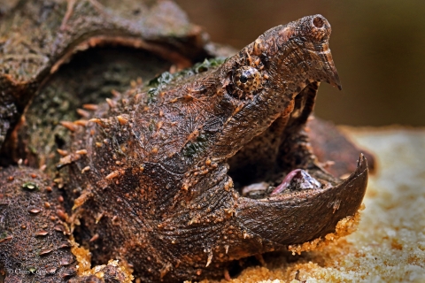 A closeup portrait shows a Suwannee alligator snapping turtle from the side with its jaws wide open.