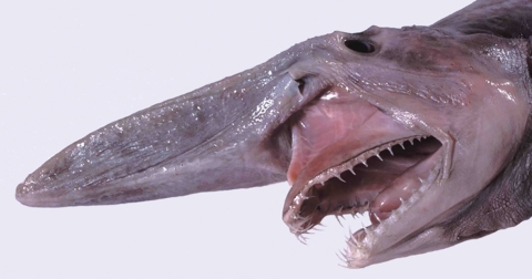 a shark face with jaws extended