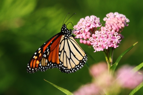 Monarch butterfly landed on a pink Swamp-milkweed plant