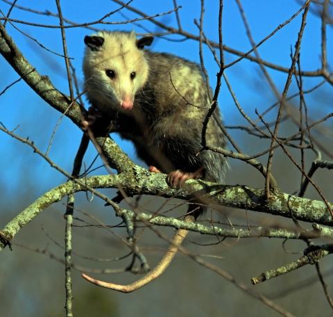Opposum on a tree limb looking around
