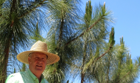 A man in a light green shirt and a straw hat walking in a stand of longleaf pine trees