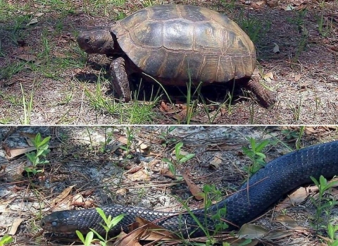 A large hard-shelled tan and black tortoise at the top and a dark blue snake at the bottom, both moving through patches of grass
