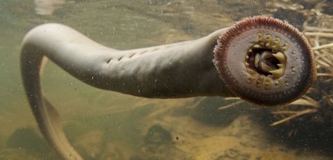 A Pacific lamprey suctioned onto a clear surface with a view of its teeth and the inside of its mouth.