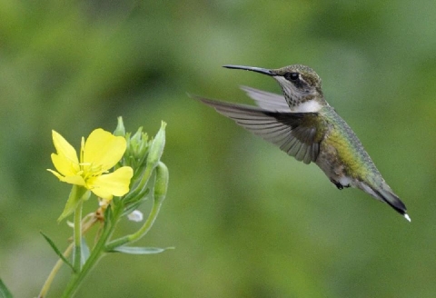 a hummingbird flies next to a yellow flower