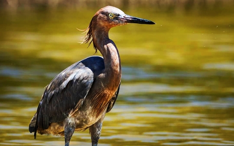 Reddish Egret standing in the water on a sunny day.