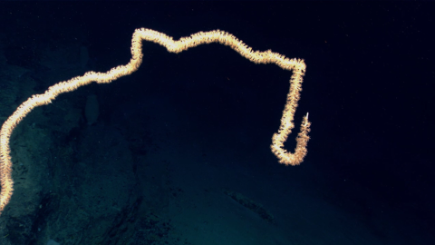 a long yellow coral floats in the deep depths of the sea 