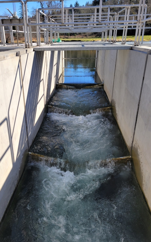 Water flowing between two concrete walls with fish ladder structures in the water and a walkway spanning the walls.