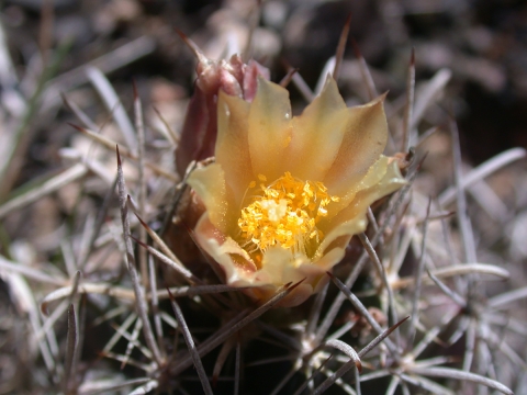 Small barrel cactus with yellow bloom.