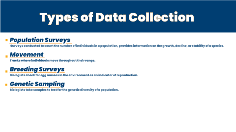 Types of Data Collection. Population Surveys Surveys conducted to count the number of individuals in a population, provides information on the growth, decline, or stability of a species. Movement Tracks where individuals move throughout their range. Breeding Surveys Biologists check for egg masses in the environment as an indicator of reproduction. Genetic Sampling Biologists take samples to test for the genetic diversity of a population.