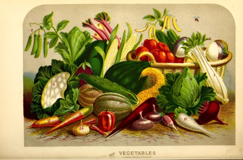 a vintage illustration of a large assortment of vegetables of all shapes, colors and sizes. The word "vegetables" is inscribed at the bottom. A small insect hovers above the pile.