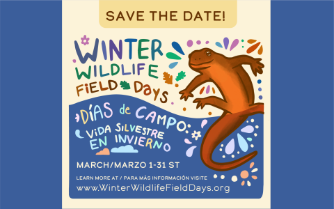 “Save the date” colorful graphic with a cartoon rough-skinned newt suspended in water next to the text “Winter Wildlife Field Days. March 1-31st. Learn more at www.WinterWildlifeFieldDays.org.” Text also reads in Spanish “Dias de Campo: Vida Silvestre en invierno. Marzo 1-31st. Para más información visite www.winterwildlifefielddays.org.” Graphic is decorated with colorful dots and flowers in style reminiscent of alebrijes from Mexican folk art. 